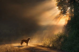 awesome-dog-photographers-10