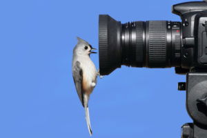 best-camera-for-wildlife-photography-bird