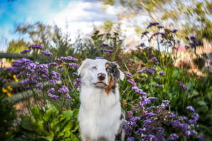 best-lens-for-pet-photography-11