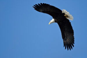 birds-in-flight-16