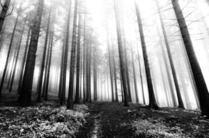 black-and-white-filters-forest