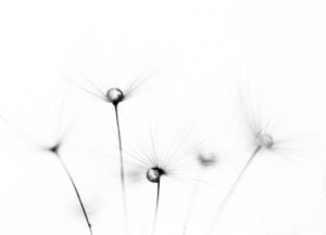 black-and-white-macro-photography-dandelion-seedhead-200