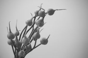 black-and-white-still-life-garlic-plain