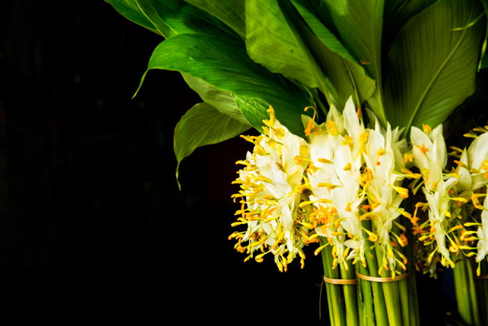 Yellow flowers against a black background