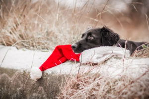 christmas-pet-photography-tips-5