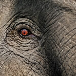 Close up of an elephant's eye