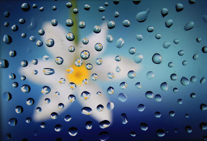 Droplets of water on a glass, through which the blurry out-of-focus view of a flower can be seen. 