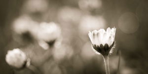 Featured2_Backlit-Daisies