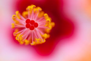 fine-art-macro-photos-hibiscus-center-1000