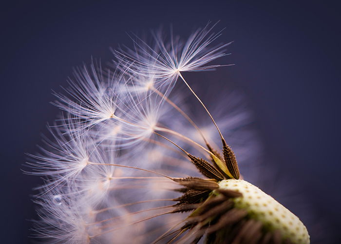 dandelion macro