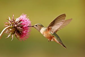 hummingbird-photography