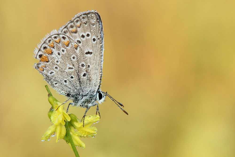 insect photography