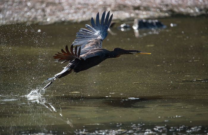 A large bird flying over a lake