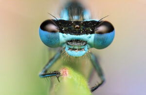 Macro-Lenses-Dragonfly