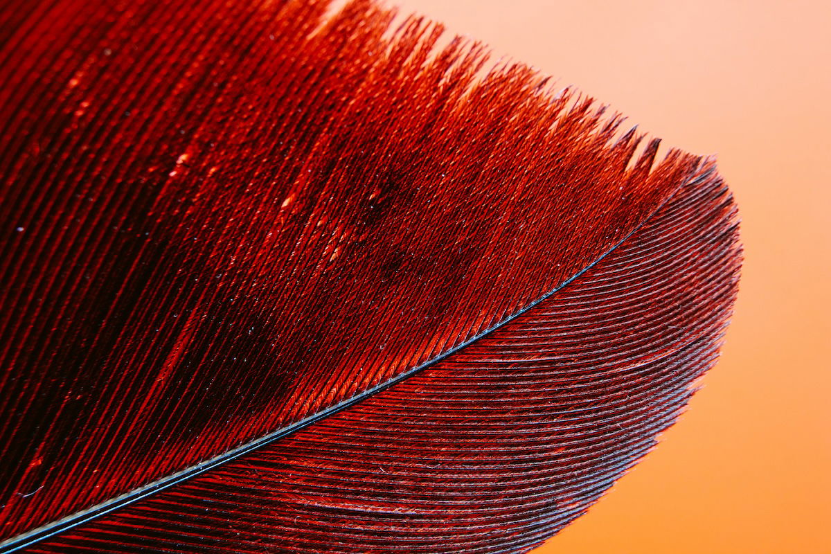 Feather with a red hue against a bright background.