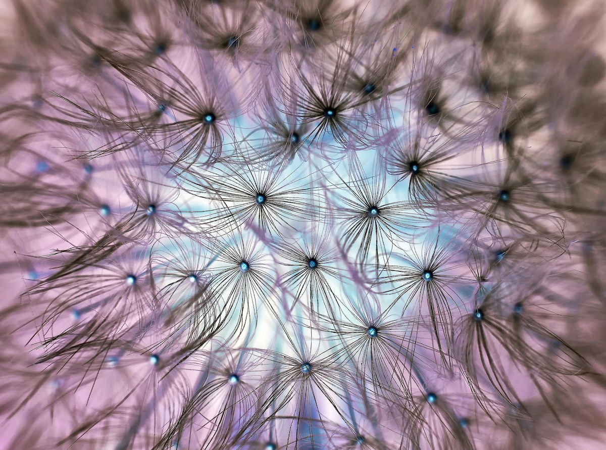 An artistic close-up of a dandelion, its seeds in focus against a blurred background. 