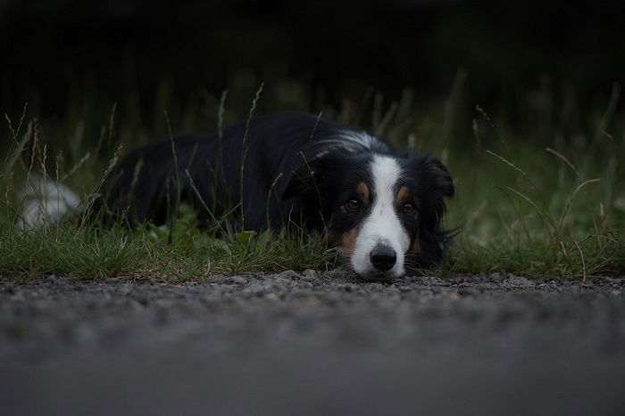 A collie dog lying down on grass