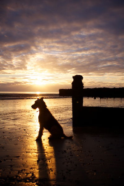 A dog stands on the beach during sunset, looking towards the horizon. 