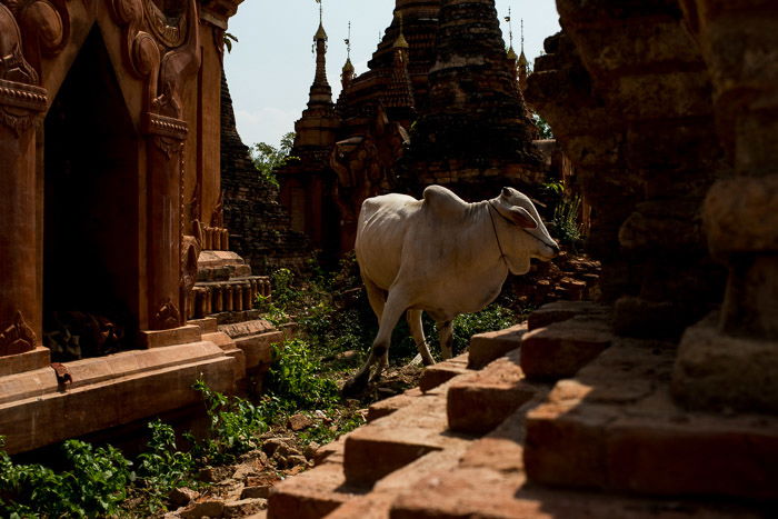 An underexposed photo of a cow at a temple