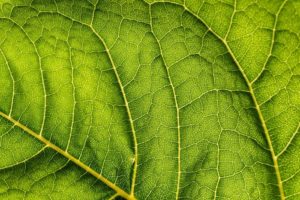 photography-macro-leaf