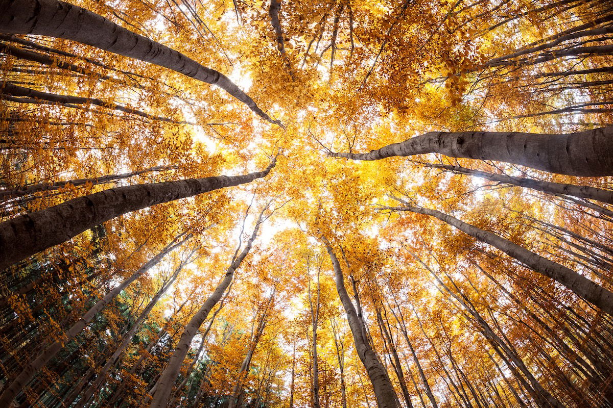 Autumn forest treetops intentionally distorted with a fisheye lens