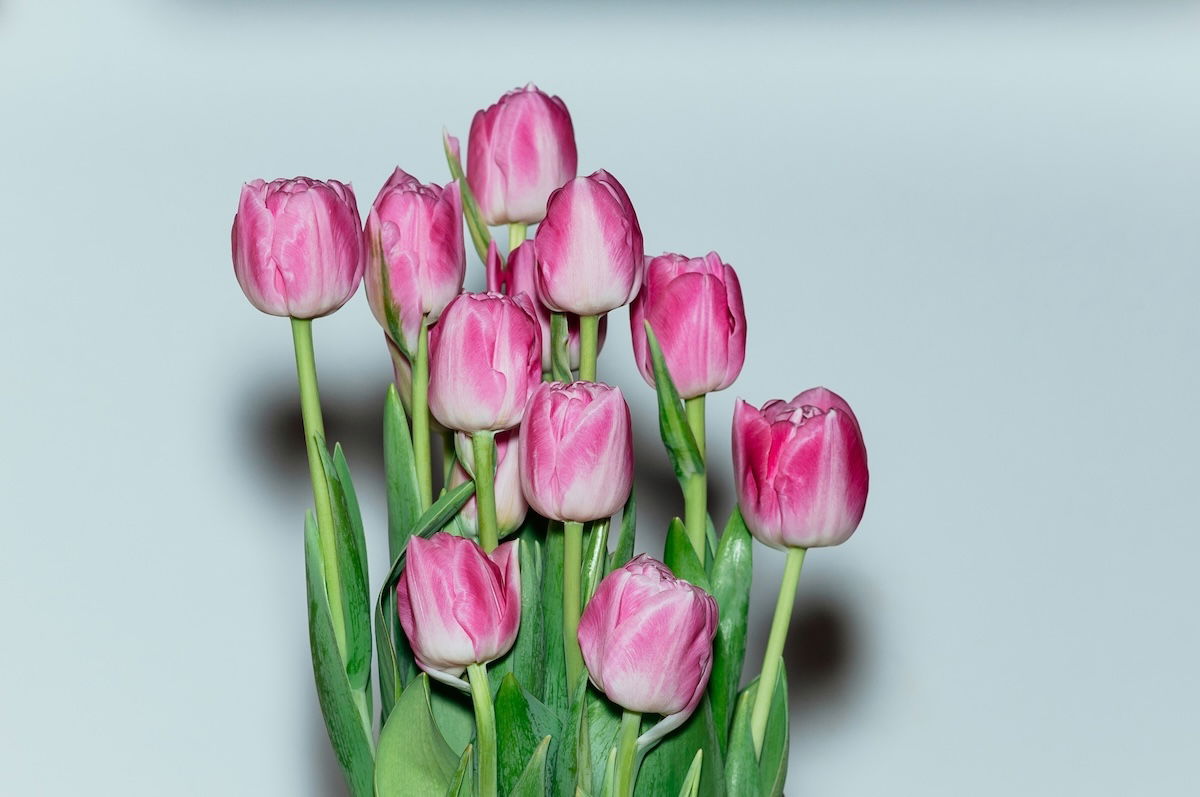 Tulips taken with a harsh flash in Automatic mode