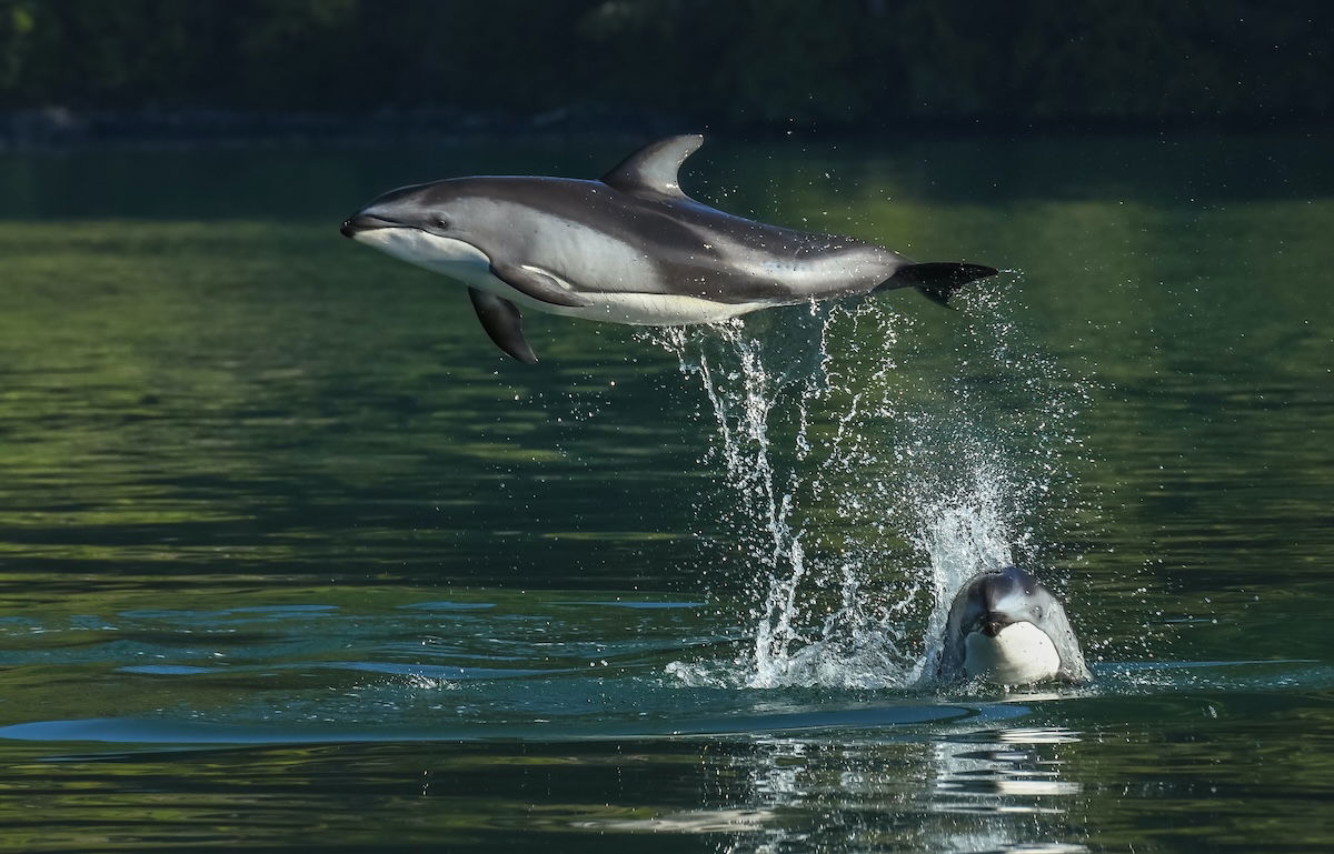 A dolphin jumping up out of water whot with a fast shutter speed