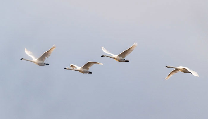 Trumpeter swans flying