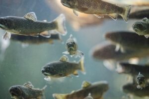 Underwater photograph of fish