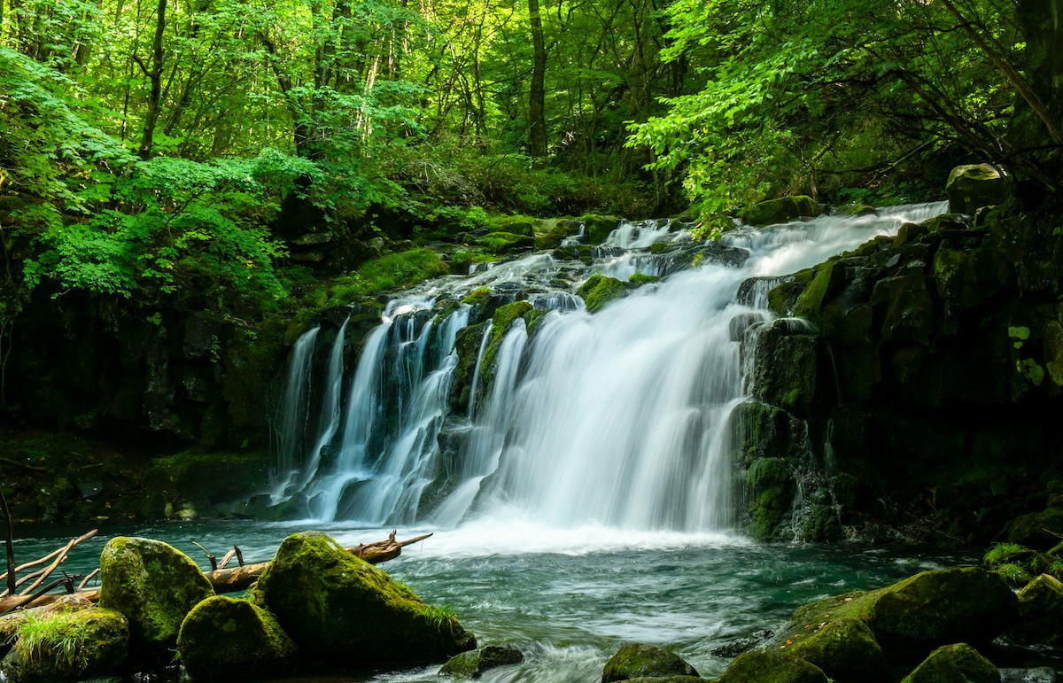 A serene forest scene featuring a waterfall and greenery.