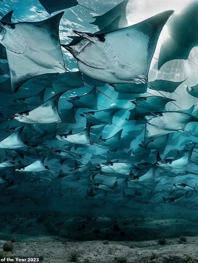 Photos: Ocean Photographer of the Year Competition finalist’s Amazing Pictures 2023!