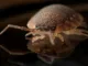 France Suffering From Bed Bugs Ahead of 2024 Paris Olympics