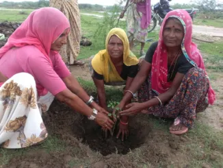 More than 2.5 lakh trees will now expand the  green cover in Rajasthan